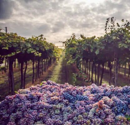 La critica del vino naturale 1