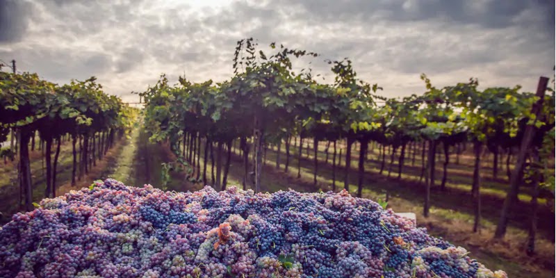 La critica del vino naturale