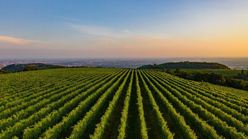 Autunno in Valpolicella. Visita ai vigneti e alla Cantina Nicolis 1