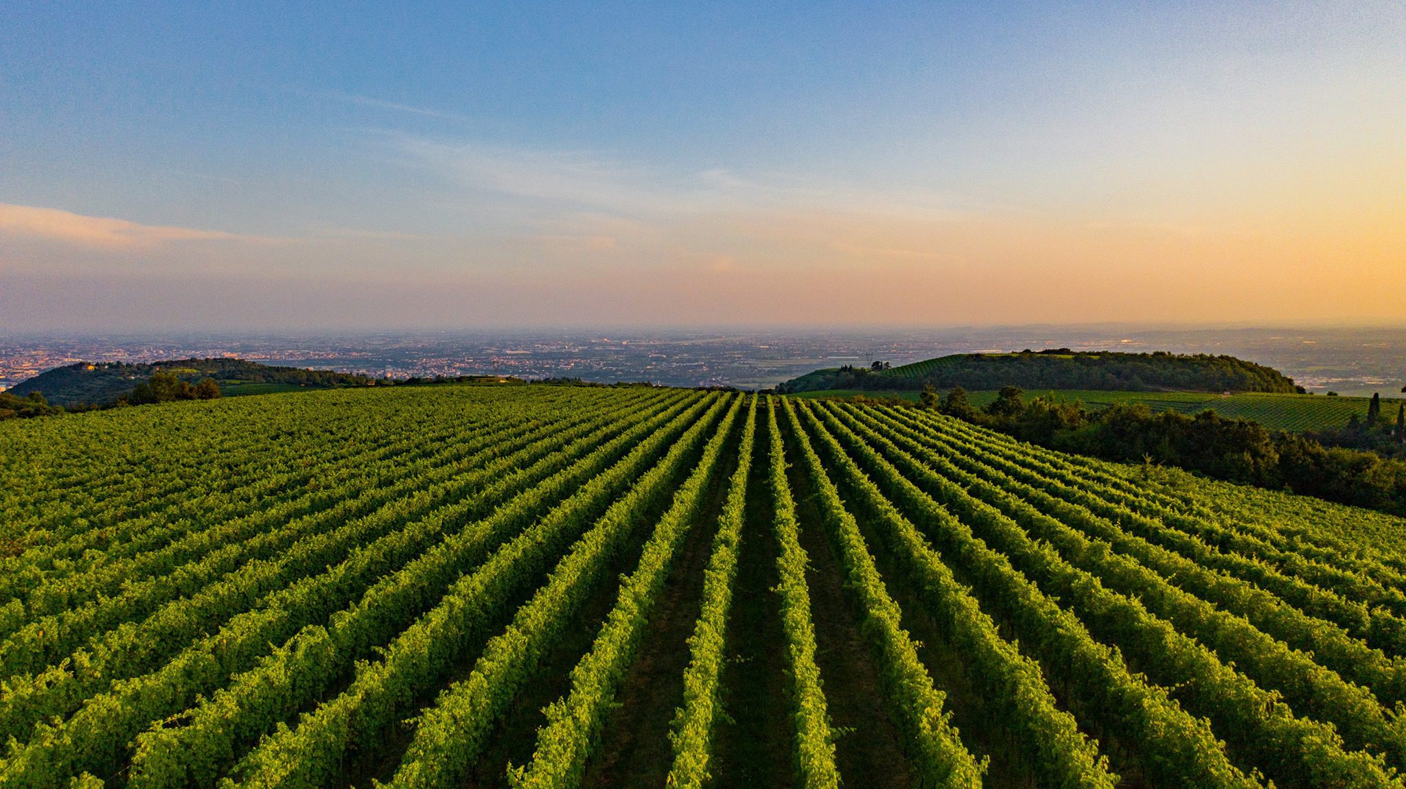 Autunno in Valpolicella. Visita ai vigneti e alla Cantina Nicolis