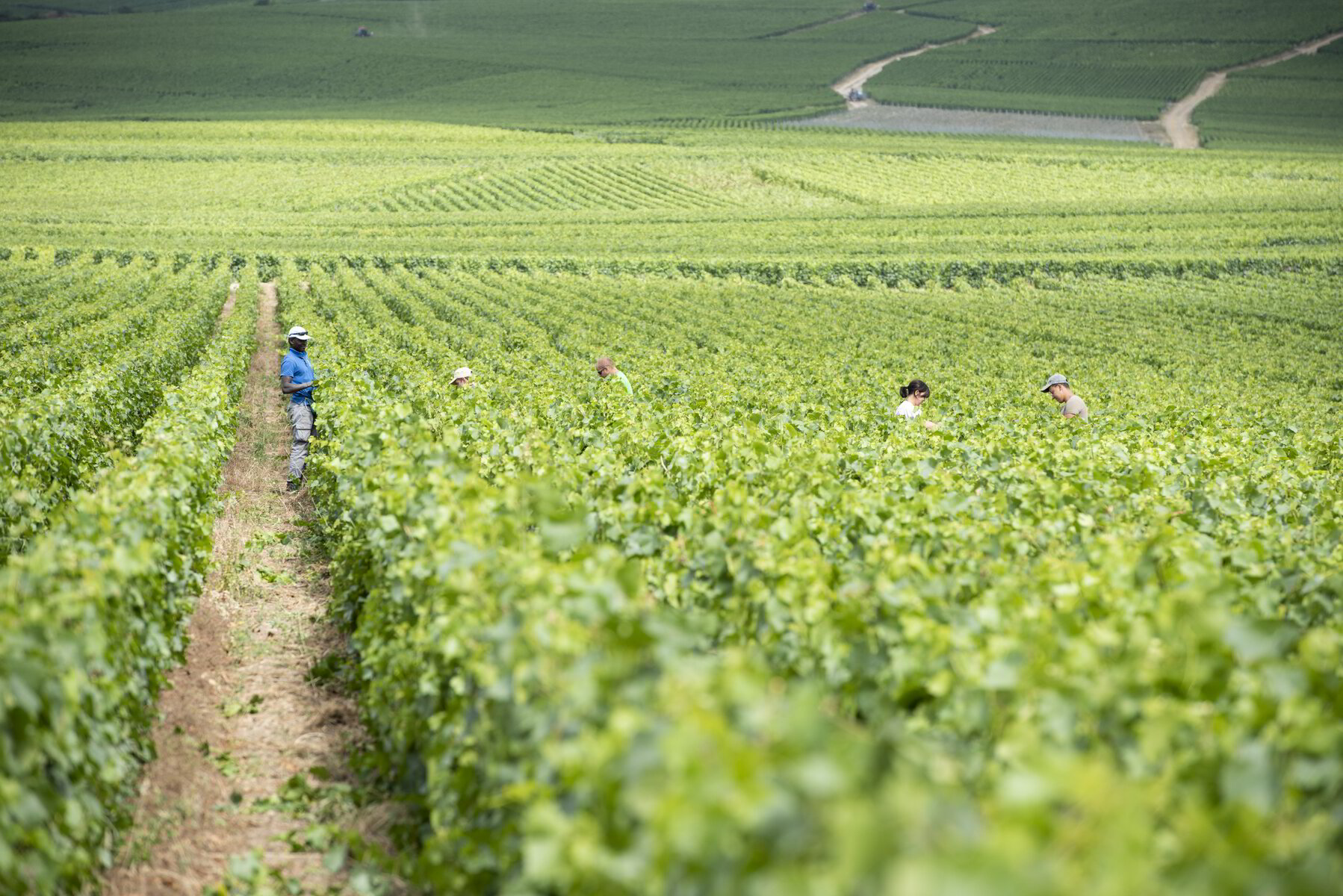 Coteaux Champenois: la luccicanza in bianco