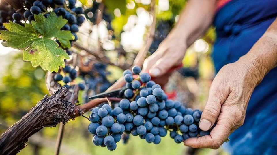 Il Pinot Nero e grandi cru dell'Alto Adige 1