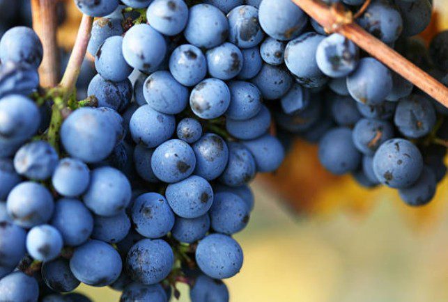 La Palestra del Vino, terzo appuntamento: Espressioni di Pinot Nero