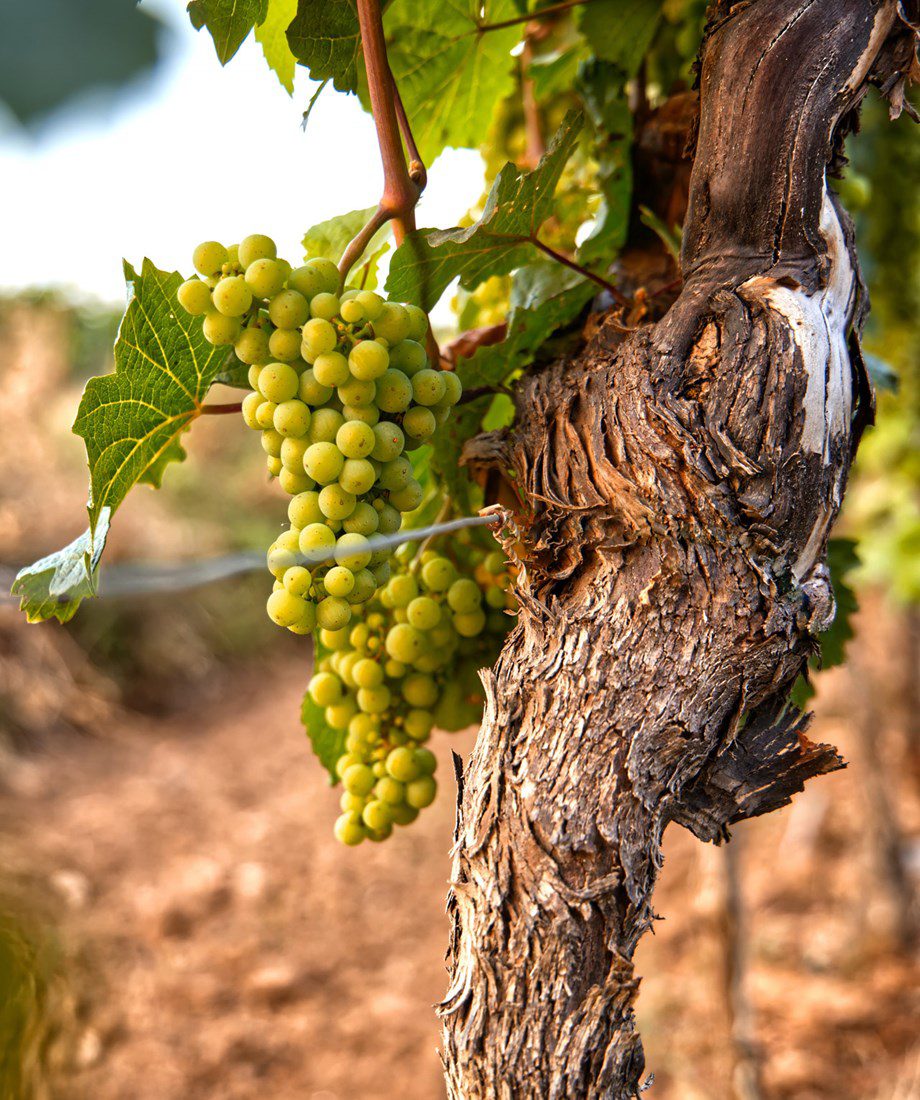 La vigna centenaria in Borgogna