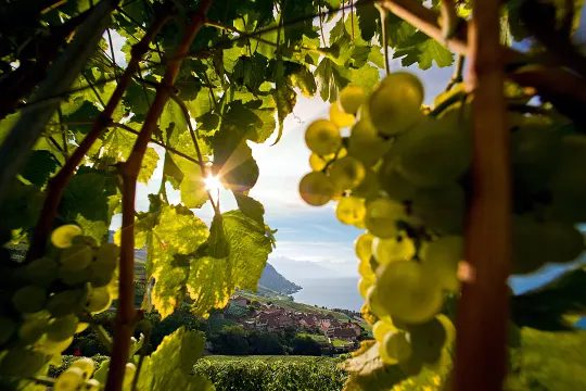 Svizzera: un areale vitivinicolo dal grande potenziale, tutto da scoprire 9